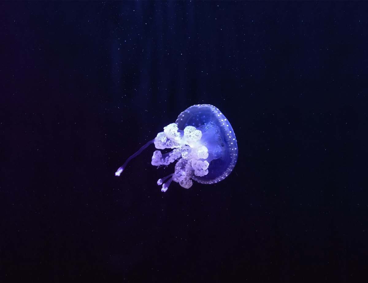 invertebrate purple and white jellyfish jellyfish